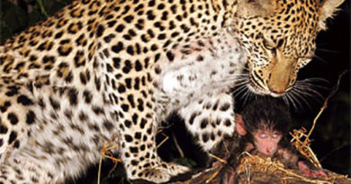 Bayi Babon di Selamatkan oleh Seekor Leopard