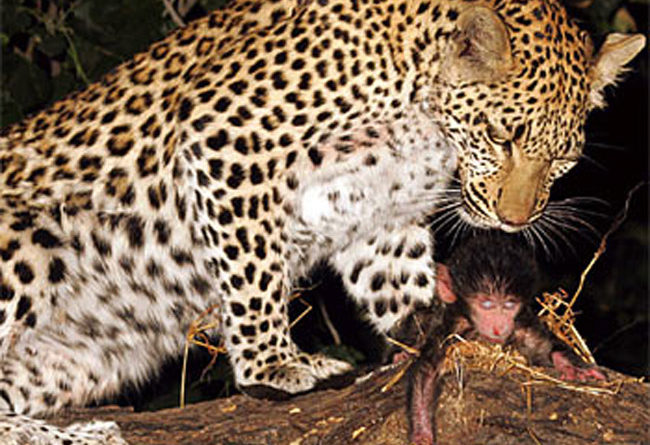 Bayi Babon di Selamatkan oleh Seekor Leopard