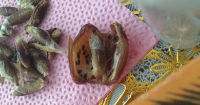 Beli Kurma,Wanita Ini Temukan Hal Mengerikan di Dalamnya