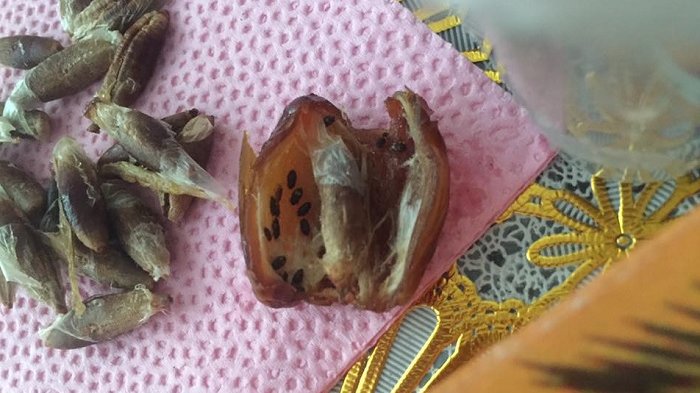 Beli Kurma,Wanita Ini Temukan Hal Mengerikan di Dalamnya