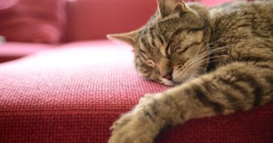 Jangan Di Biasakan Kucing Tidur di Kasur Anda