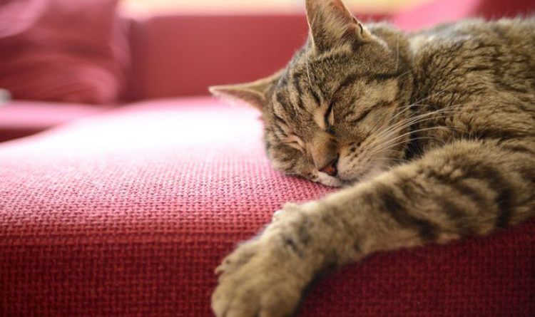 Jangan Di Biasakan Kucing Tidur di Kasur Anda