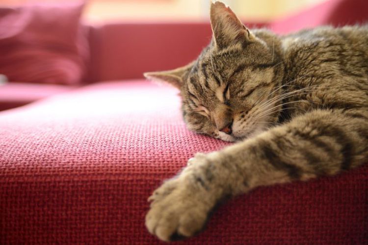 Jangan Di Biasakan Kucing Tidur di Kasur Anda