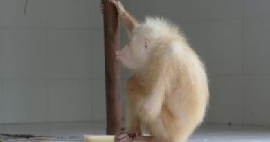 Kondisi Orang Utan Albino di Kalimantan Membaik