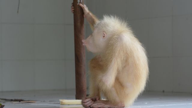 Kondisi Orang Utan Albino di Kalimantan Membaik