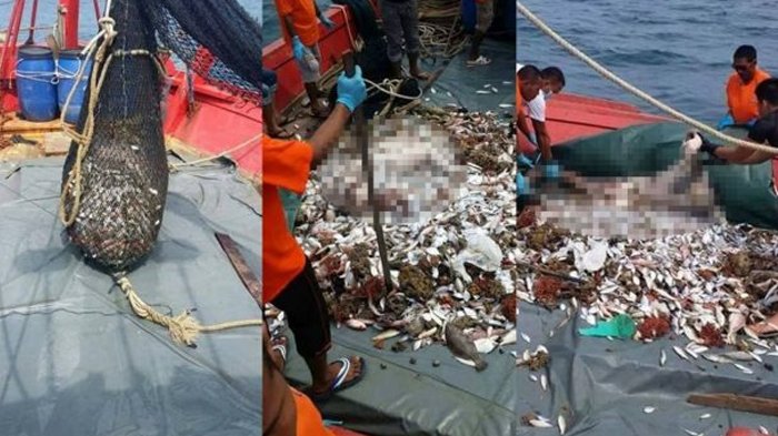 Geger Seorang Nelayan Di Kagetkan Dengan Hasil Tangkapannya Yang Bikin Ngilu