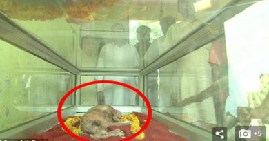 Heboh Anak Sapi Berkepala Manusia, Disembah Warga Diyakini Titisan Dewa