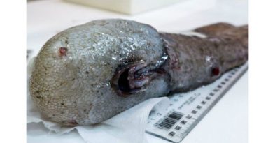 Ikan Tanpa Wajah Ditemukan Kembali Setelah Hilang 150 Tahun