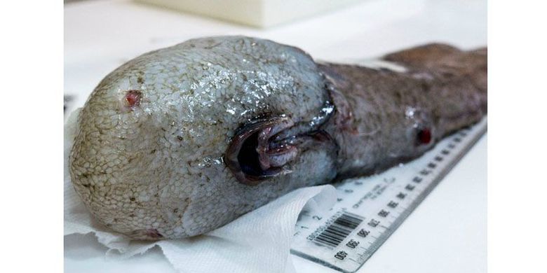 Ikan Tanpa Wajah Ditemukan Kembali Setelah Hilang 150 Tahun