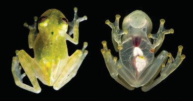 Katak Sebening Kaca Anda Bisa Melihat Jantung Yang Berwarna Merah Gelap Lewat Perutnya