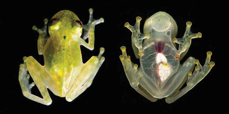Katak Sebening Kaca Anda Bisa Melihat Jantung Yang Berwarna Merah Gelap Lewat Perutnya