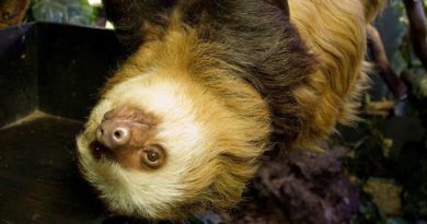Kungkang Tertua Di Dunia Akhirnya Meninggal Di Usia 43