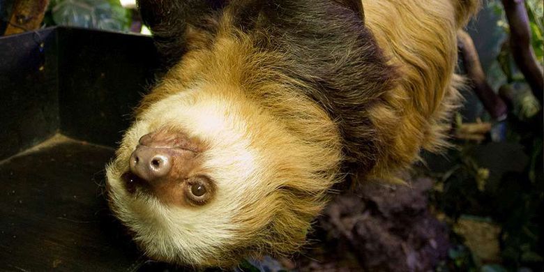Kungkang Tertua Di Dunia Akhirnya Meninggal Di Usia 43