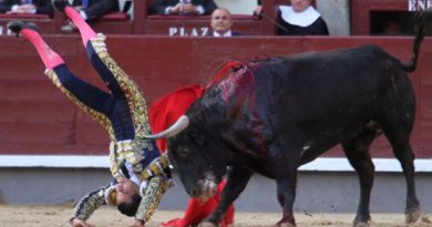 Matador Berusia 36 Tahun Tewas Tertusuk Tanduk Banteng yang Marah