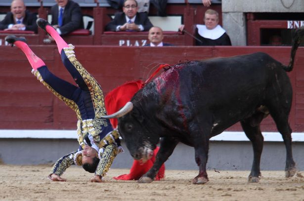 Matador Berusia 36 Tahun Tewas Tertusuk Tanduk Banteng yang Marah