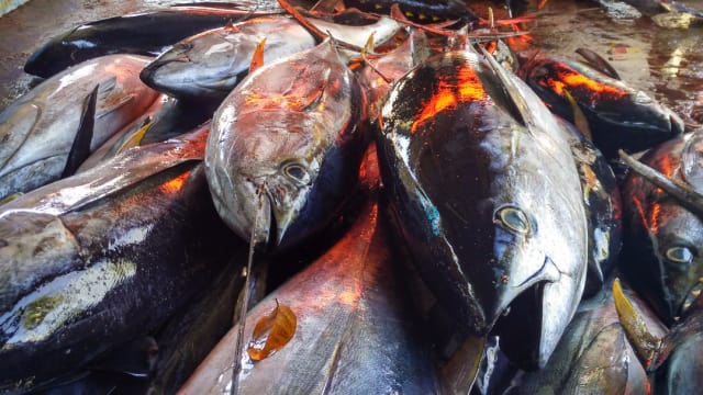 Melihat Cara Nelayan Bone Tangkap Tuna Raksasa