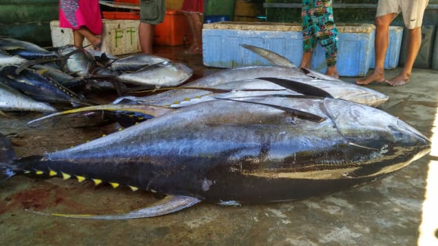 Melihat Cara Nelayan Bone Tangkap Tuna Raksasa