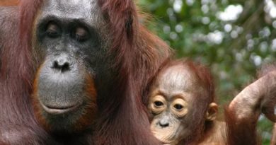 Merinding,Orangutan Menyusui Bayinya Selama 8 Tahun