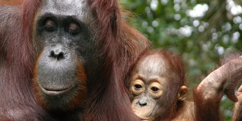 Merinding,Orangutan Menyusui Bayinya Selama 8 Tahun