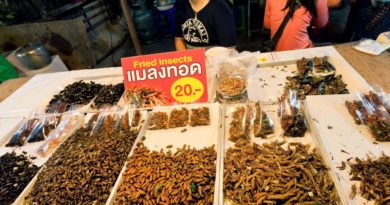 Serangga dijual Sebagai Makanan untuk solusi Krisis Pangan