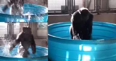 Video Gorila Berdansa yang Membikin Bahagia