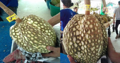 Viral Foto Durian Montong Ini Banyak Dicari Di Sosmed,Ini Alasanya