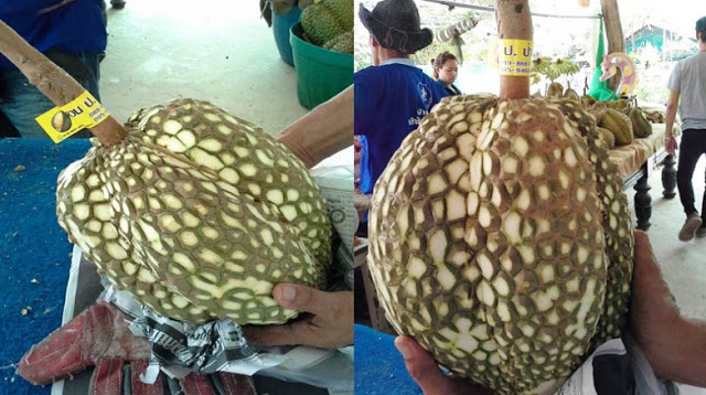 Viral Foto Durian Montong Ini Banyak Dicari Di Sosmed,Ini Alasanya