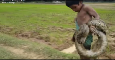 Viral Video 2 Bocah Asia Pemburu Ular untuk Bantu Keuangan Keluarga
