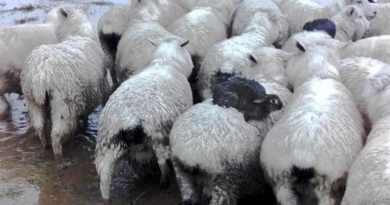 Aksi Lucu Tiga Ekor Kelinci Sedang Menunggangi Domba Demi Hindari Banjir