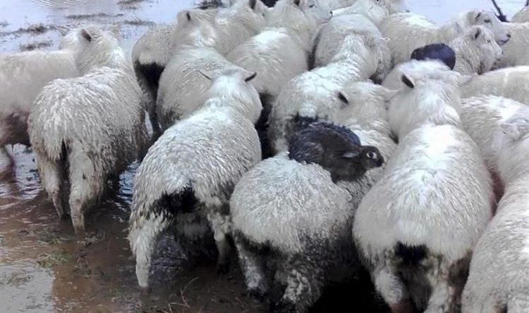 Aksi Lucu Tiga Ekor Kelinci Sedang Menunggangi Domba Demi Hindari Banjir