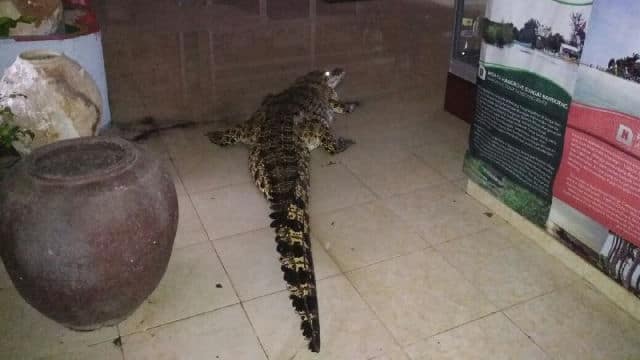 BANJIR BESAR LANDA BELITUNG HEWAN BUAS NYASAR KE RUMAH WARGA