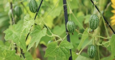 Buah Imut Segudang Nutrisi, Cucamelon Mentimun Mini Jadi Tren Kuliner