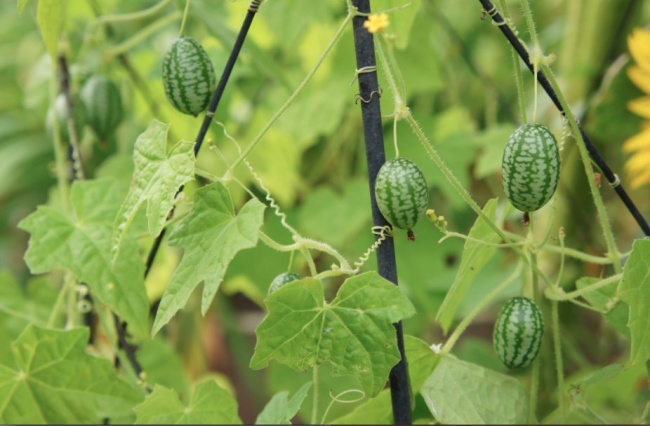 Buah Imut Segudang Nutrisi, Cucamelon Mentimun Mini Jadi Tren Kuliner