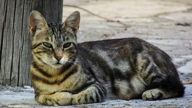 Bukan Manusia Saja, Kucing di China Juga Menjalani Operasi Kelopak Mata