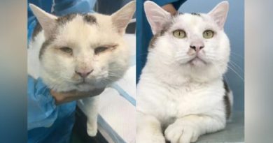 Bukan Manusia Saja, Kucing di China Juga Menjalani Operasi Kelopak Mata