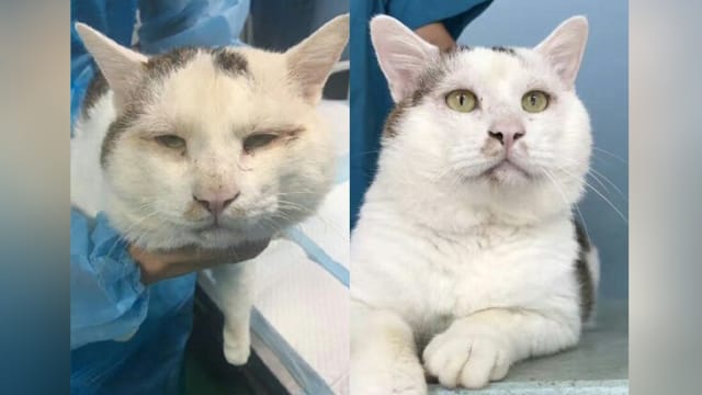 Bukan Manusia Saja, Kucing di China Juga Menjalani Operasi Kelopak Mata