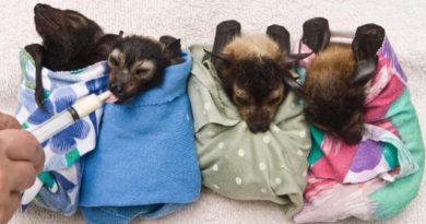 DI AUSTRALIA TERDAPAT SEBUAH RUMAH SAKIT KHUSUS BAYI KELELAWAR BERNAMA TOLGA BAT HOSPITAL