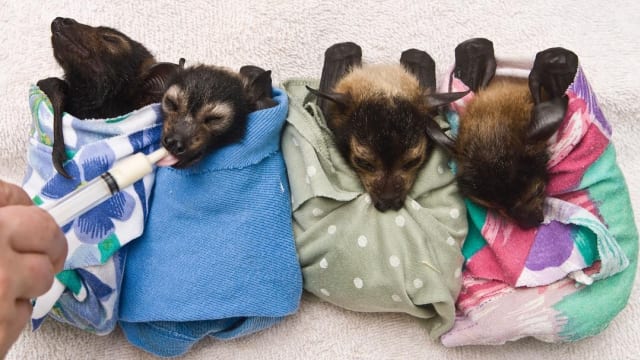 DI AUSTRALIA TERDAPAT SEBUAH RUMAH SAKIT KHUSUS BAYI KELELAWAR BERNAMA TOLGA BAT HOSPITAL
