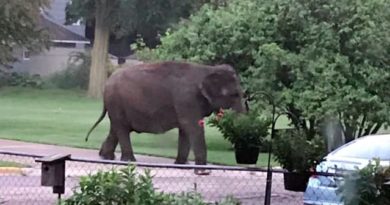 Gajah 4 Ton Berjalan-jalan di Permukiman Warga di AS