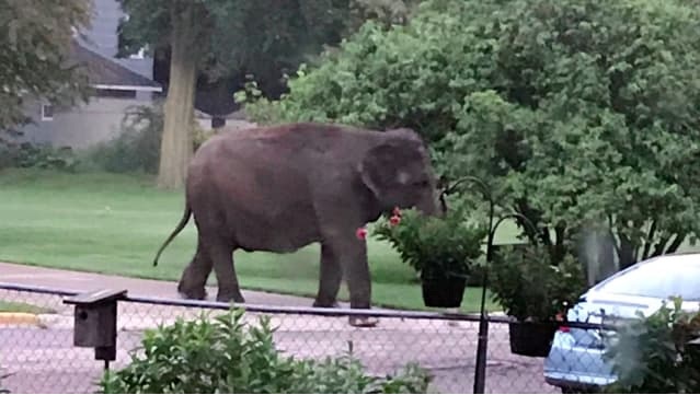 Gajah 4 Ton Berjalan-jalan di Permukiman Warga di AS