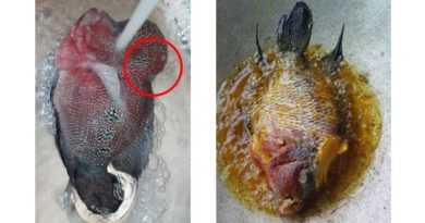 HEBOH, BELI JUTAAN RUPIAH GARA GARA PENASARAN DENGAN RASA BENJOLAN IKAN LOHAN