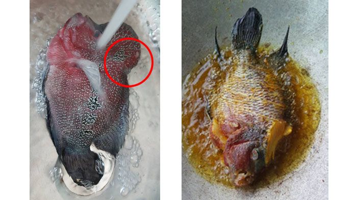HEBOH, BELI JUTAAN RUPIAH GARA GARA PENASARAN DENGAN RASA BENJOLAN IKAN LOHAN