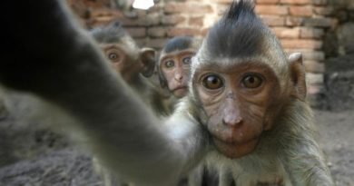 KASUS UNIK HAK CIPTA MONYET SELFIE KEMBALI VIRAL