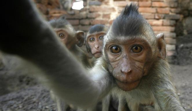 KASUS UNIK HAK CIPTA MONYET SELFIE KEMBALI VIRAL