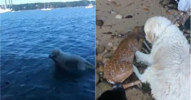 KEJADIAN UNIK, ANJING LUCU MENOLONG RUSA YANG TENGGELAM