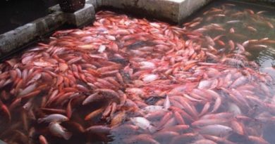 KKP, Beri Peringatan Untuk meningkatkan kewaspadaan Akan Penyakit tilapia Lake Virus Pada Ikan