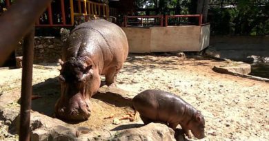 Lucu! Anak Kuda Nil Lahir di Kebun Binatang Lamongan
