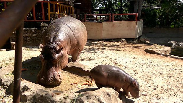 Lucu! Anak Kuda Nil Lahir di Kebun Binatang Lamongan