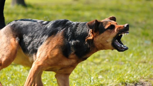 MENTERI MALAYSIA MENYEBUT PENYEBARAN RABIES DI MALAYSIA BERASAL DARI INDONESIA