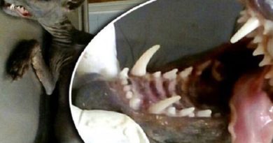 Makhluk Penghisap Darah Diburu Warga Banyak Ternak Mati Misterius